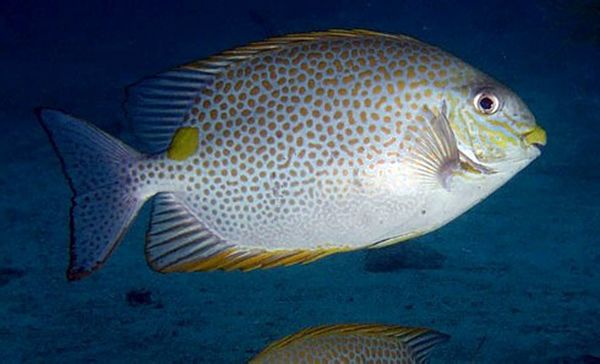 藍子魚(籃子魚)