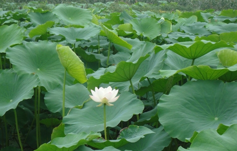 井研:四合鄉千畝荷花美