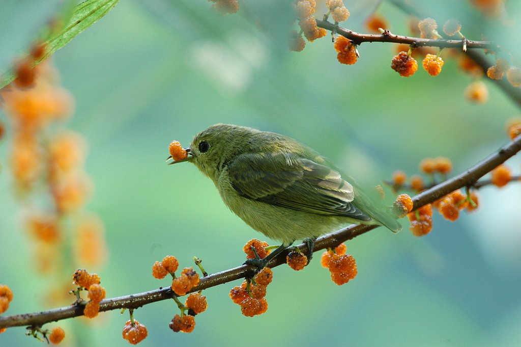 綠啄花鳥