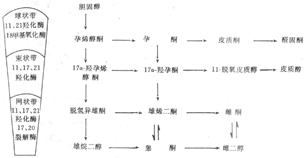 腎上腺激素