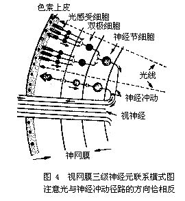 視細胞層