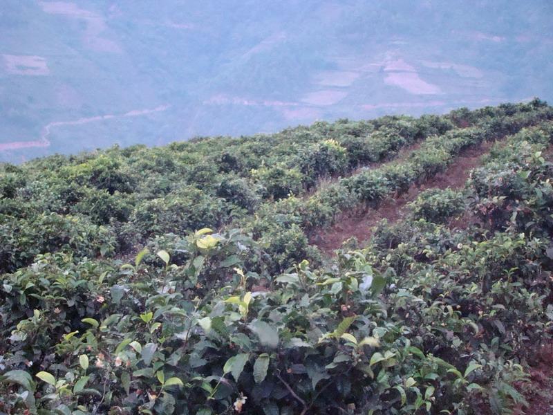 茶葉產業