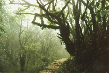 瑤人山國家森林公園