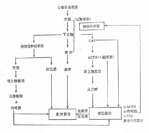 應激的心理及生理中介機制