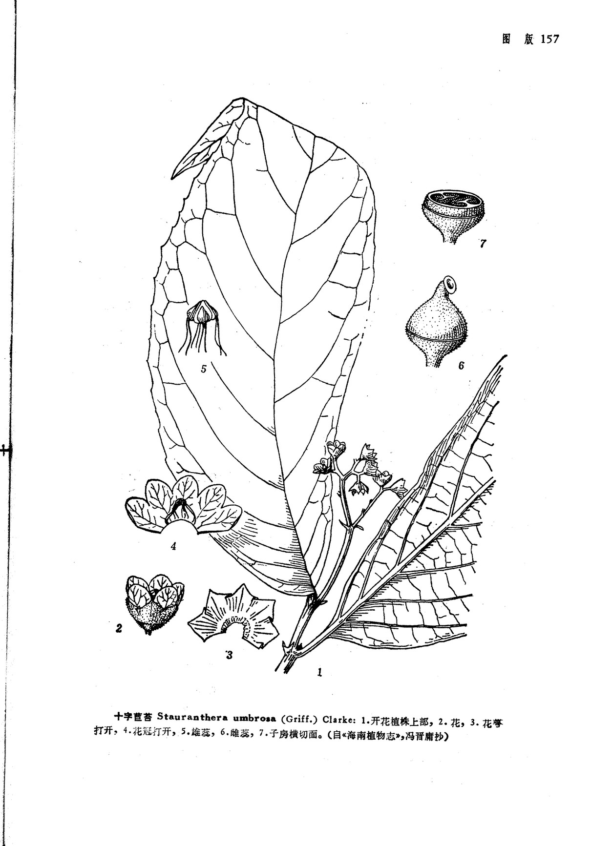 十字苣苔