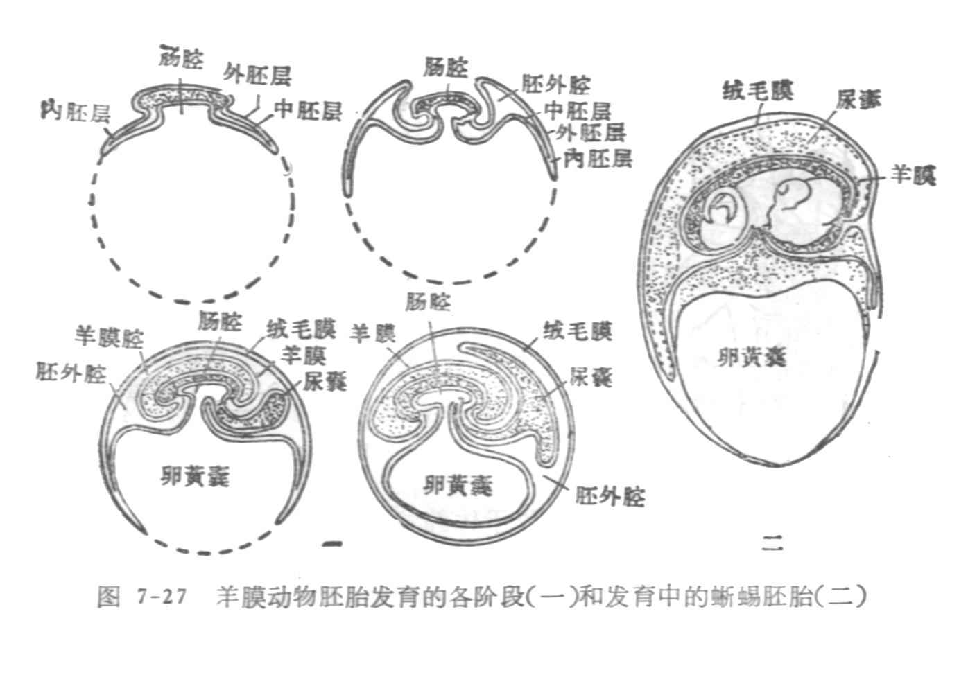 雙循環