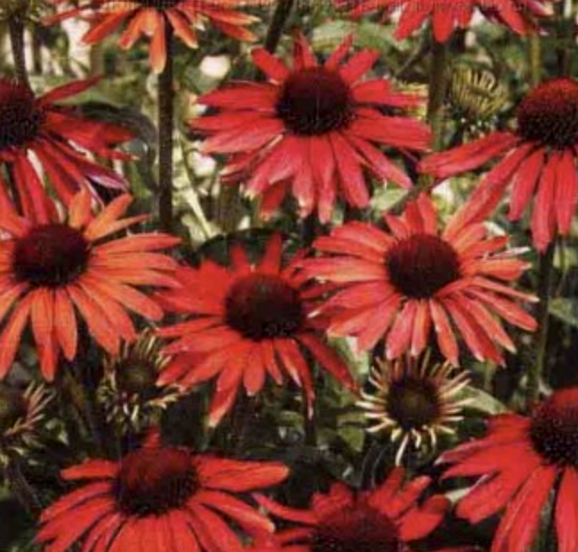 松果菊(Echinacea purpurea)