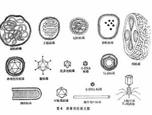 脊髓灰質炎病毒傳播方式