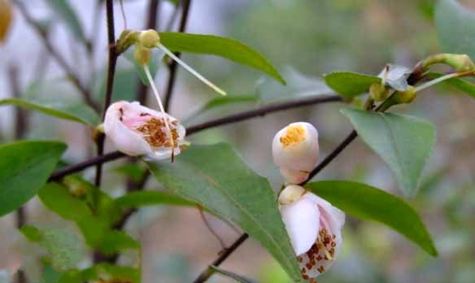 柃葉連蕊茶