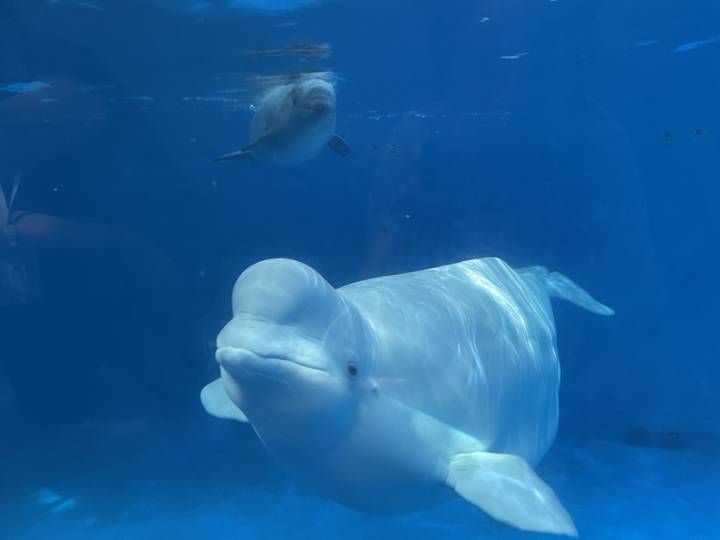 杭州長喬極地海洋公園