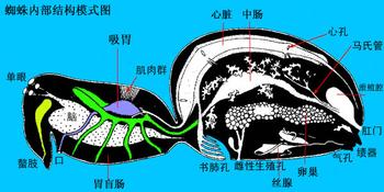 書鰓