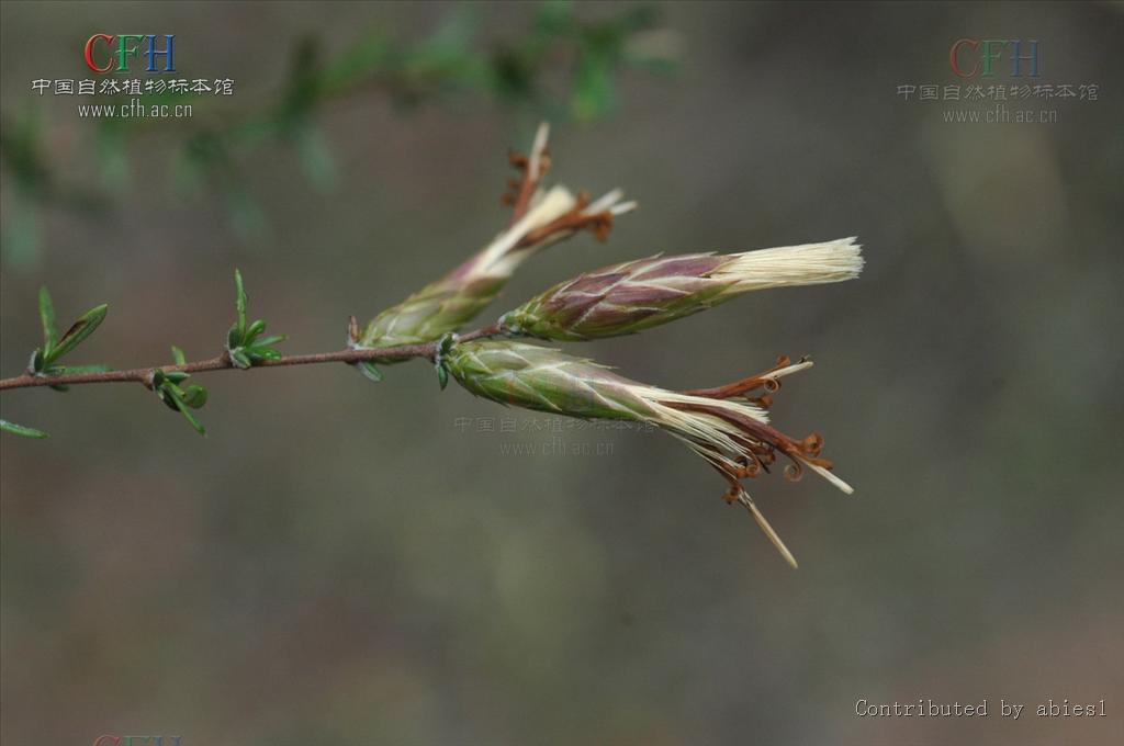 針葉帚菊