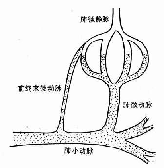 病理圖