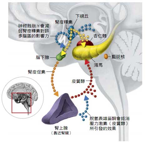 皮質醇