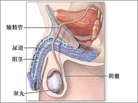 輸精管梗阻