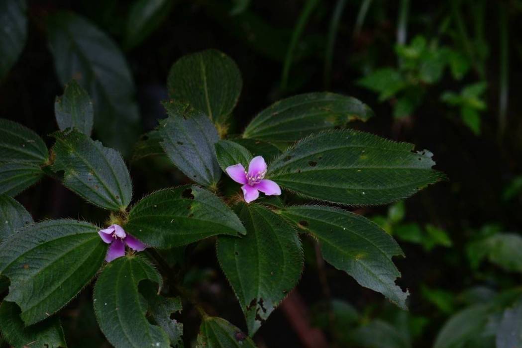 毛萼錦香草