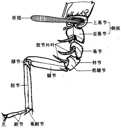 翅源學說