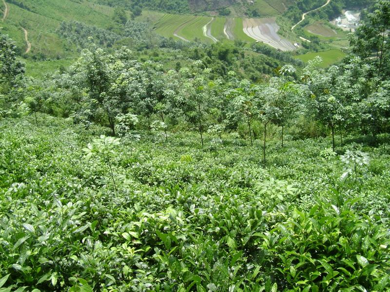 橡膠、茶葉