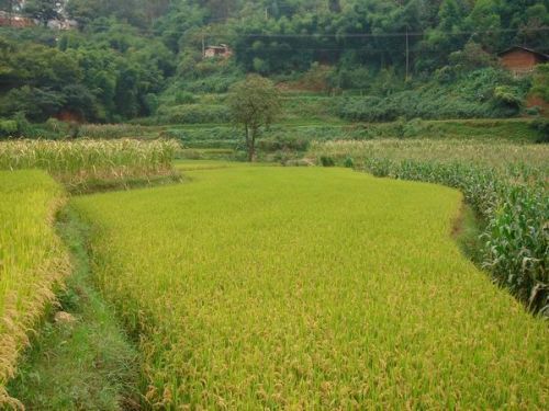 小河邊村(雲南昆明五華區廠口鄉下轄村)