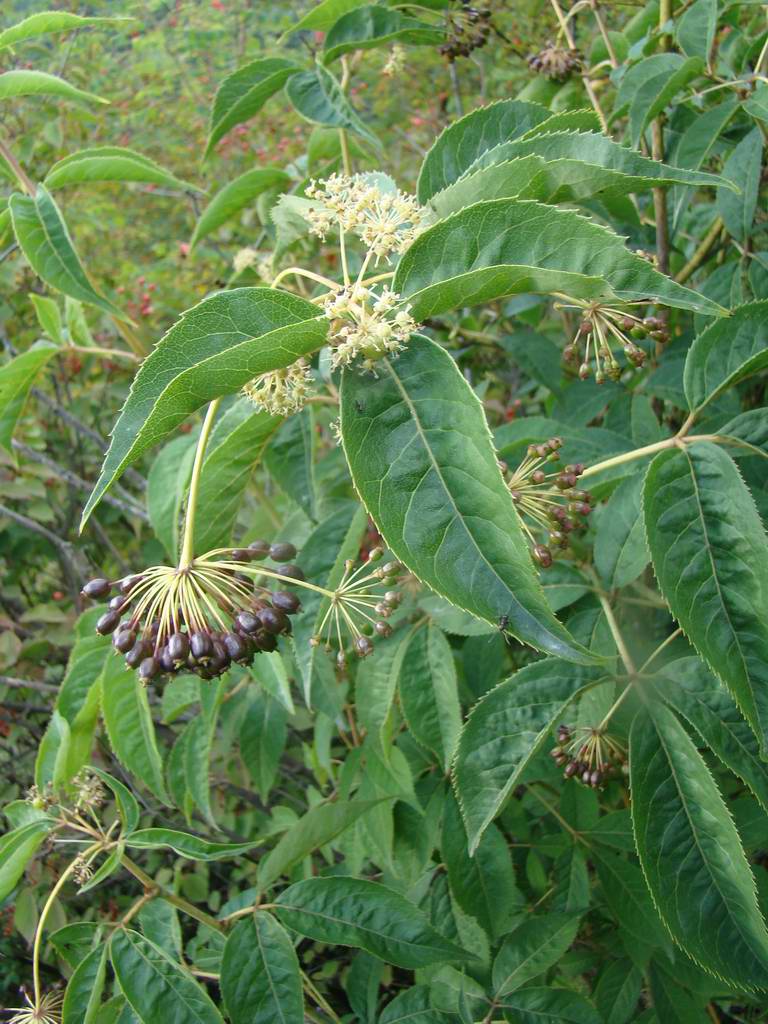 腺毛粉條兒菜