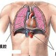 胸膜腔穿刺術