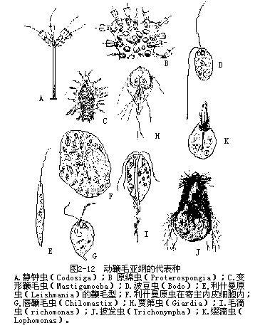 超鞭毛目