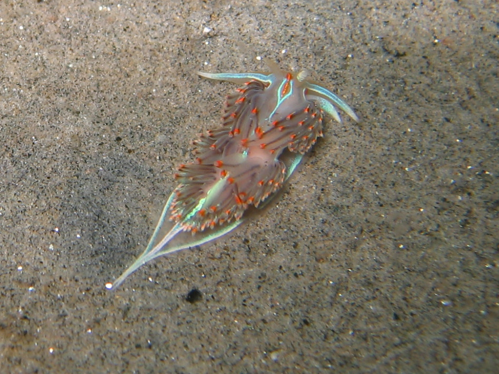 Hermissenda crassicornis