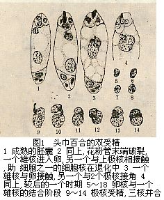 頭巾百合的雙受精