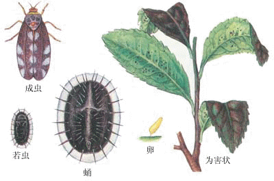 粉虱科(同翅目粉虱科)