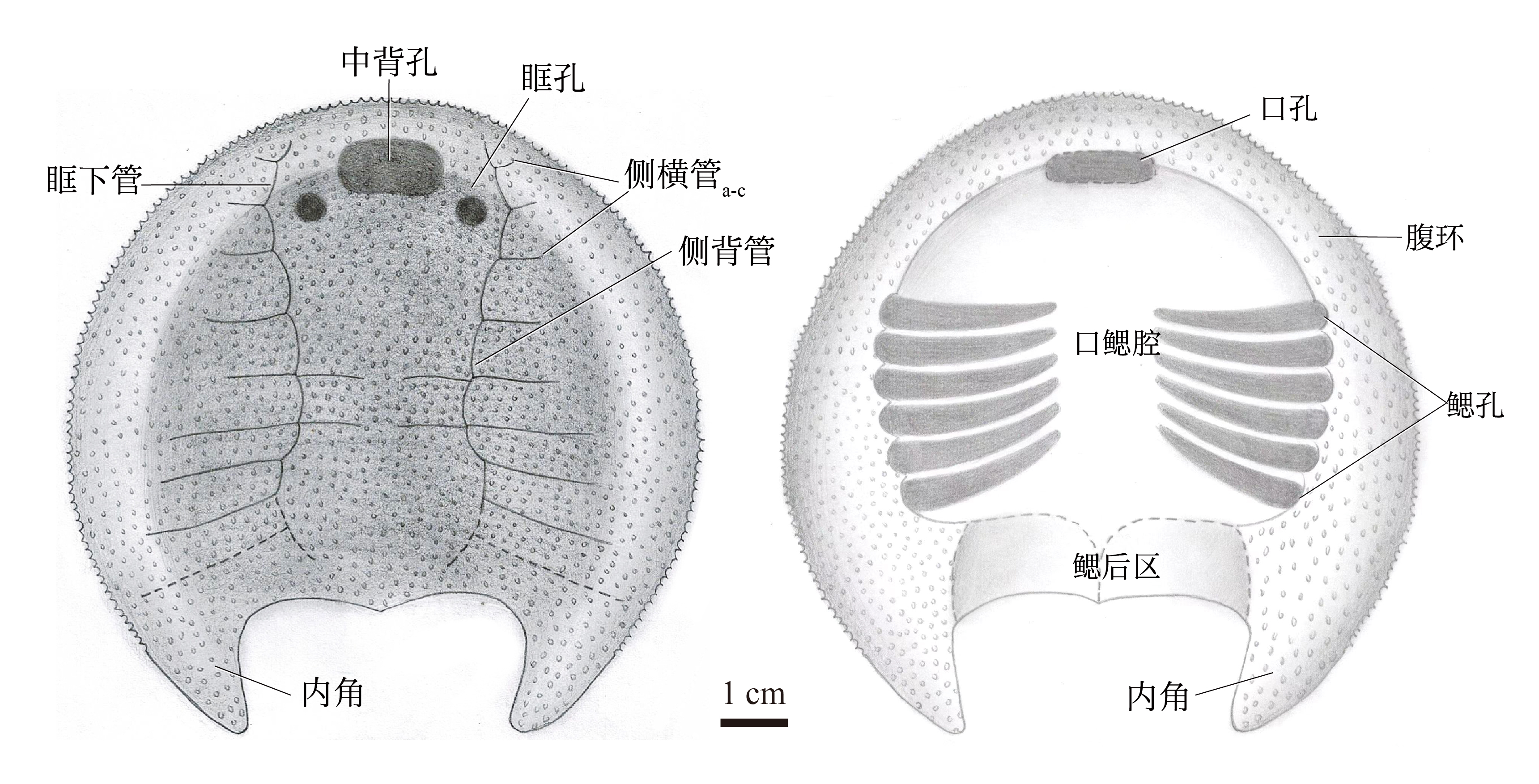 張氏西域魚