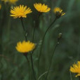 新疆山柳菊