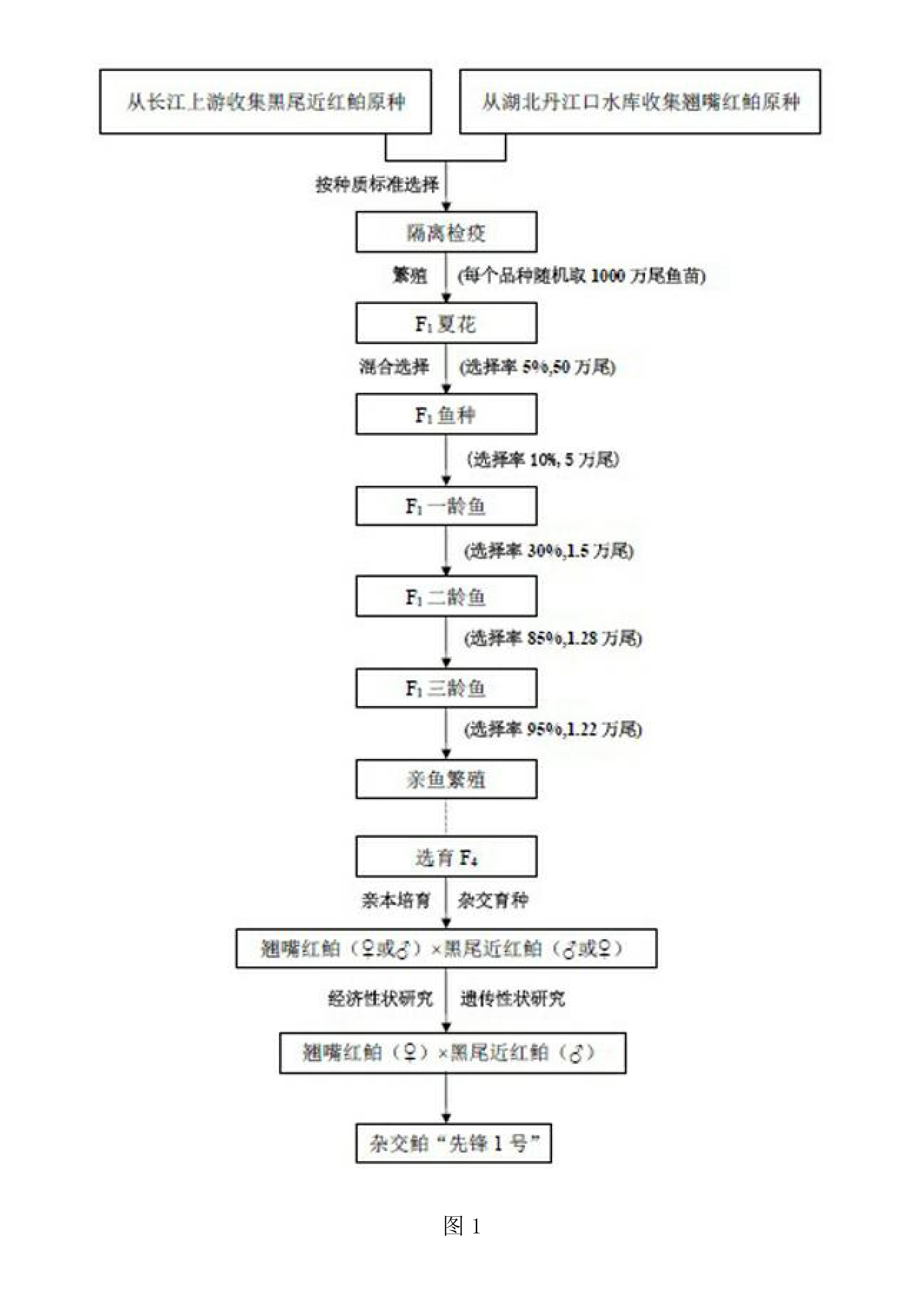 一種翹嘴紅鮊與黑尾近紅鮊間遠緣雜交育種方法