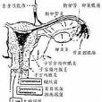 子宮熱球治療系統