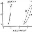 肺通氣