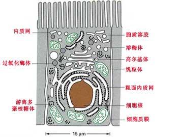 生物膜