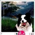 牧羊犬亞力/美繪版動物小說