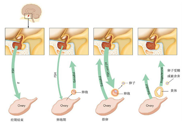 促卵泡激素(卵泡刺激素)