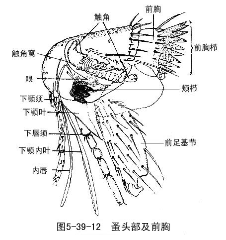 低刺鬃桿突蚤