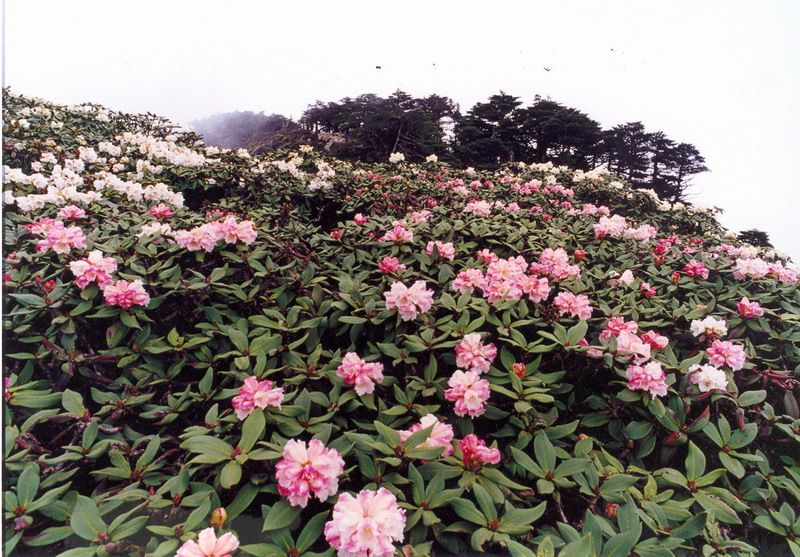 蒼山杜鵑