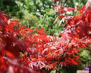 蓮洞國家森林公園