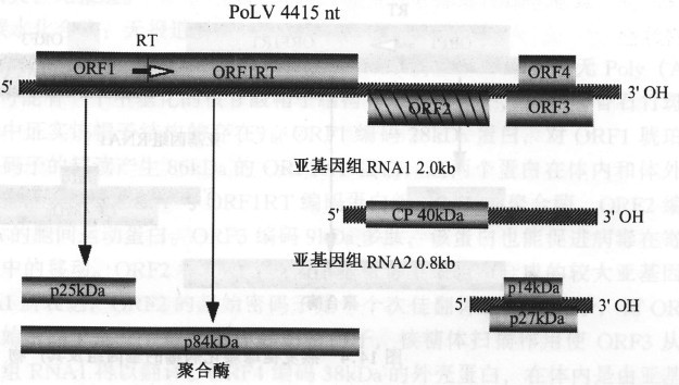 綠蘿潛隱病毒的基因組及其產物