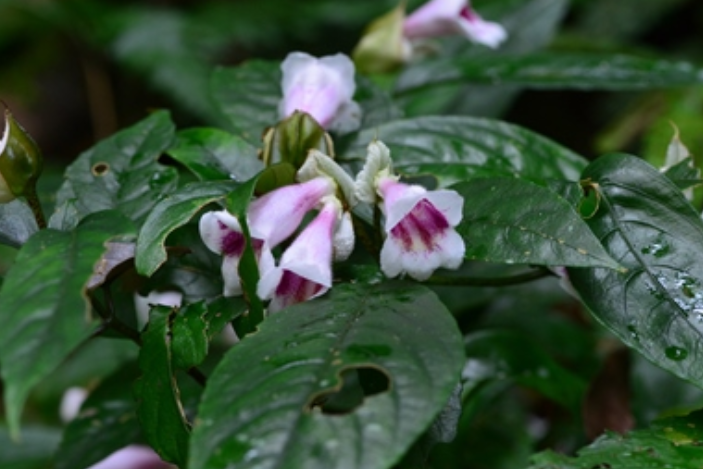 小花降龍草