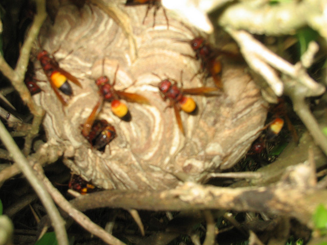 虎頭蜂築巢