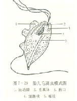 牛雙芽巴貝斯焦蟲病