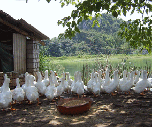 二塘鄉家禽養殖