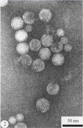 放大的菸草壞死病毒粒子及其衛星病毒粒子