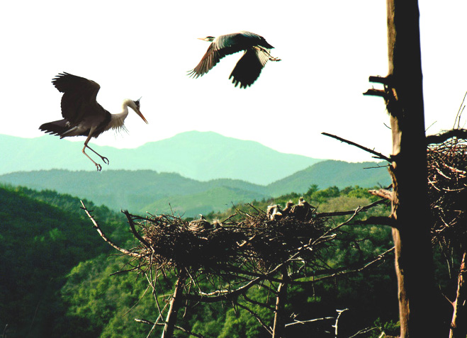 皇甫山國家森林公園生物資源