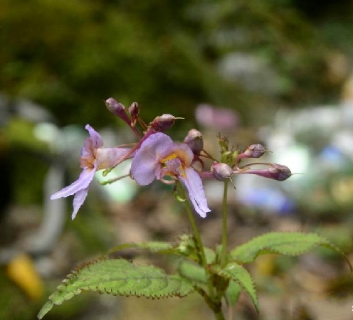 膜苞鳳仙花