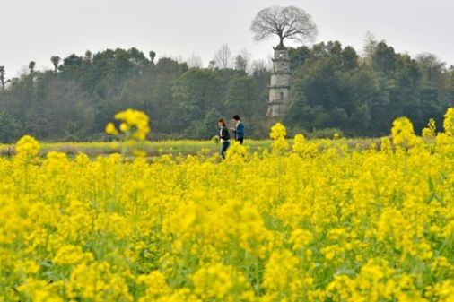 茶亭油菜花海