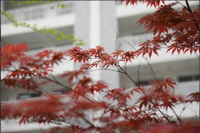 馬鞍山市外國語學校